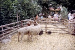 Tiere vom Bauernhof